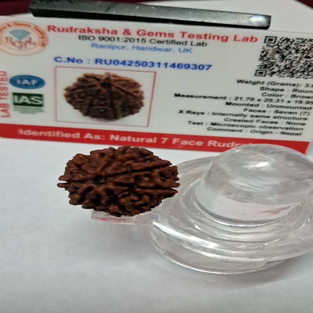 7Mukhi Nepali Rudraksha Natural Beads