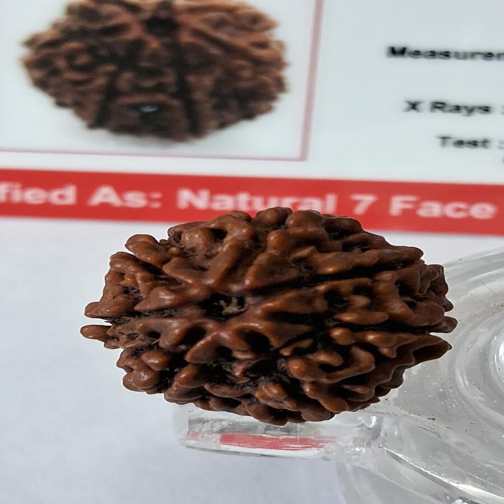 7Mukhi Nepali Rudraksha Natural Beads