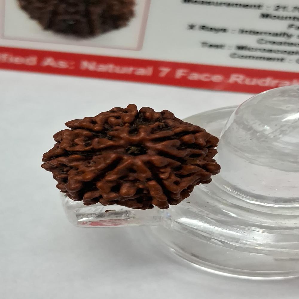 7Mukhi Nepali Rudraksha Natural Beads