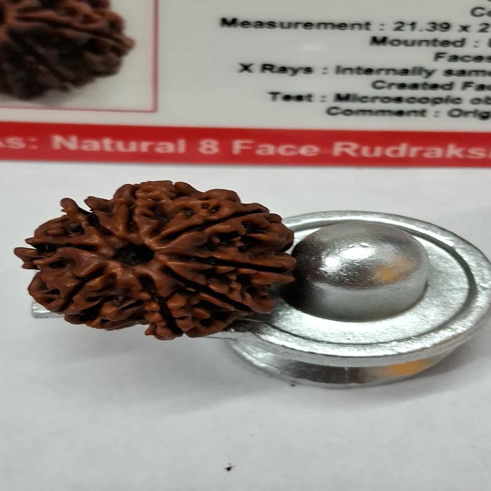 8Mukhi Nepali Rudraksha Natural Beads