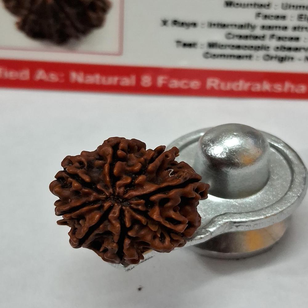 8Mukhi Nepali Rudraksha Natural Beads