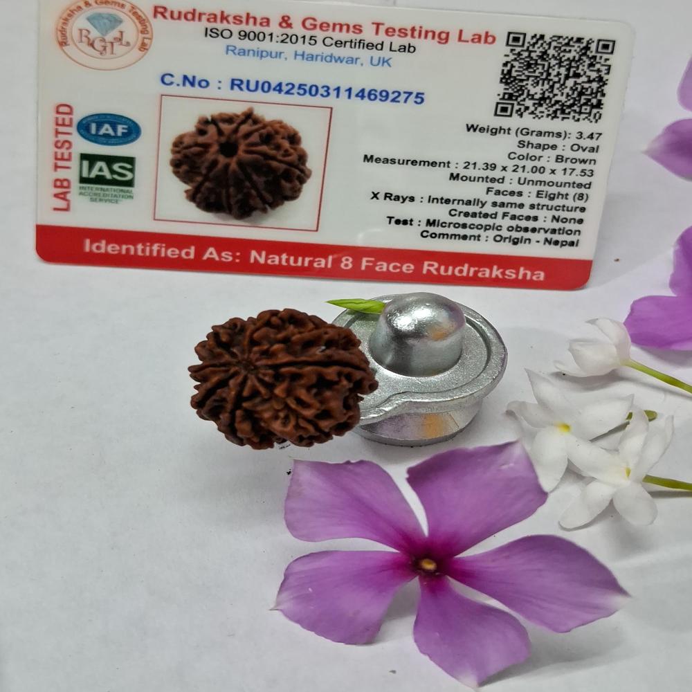 8Mukhi Nepali Rudraksha Natural Beads