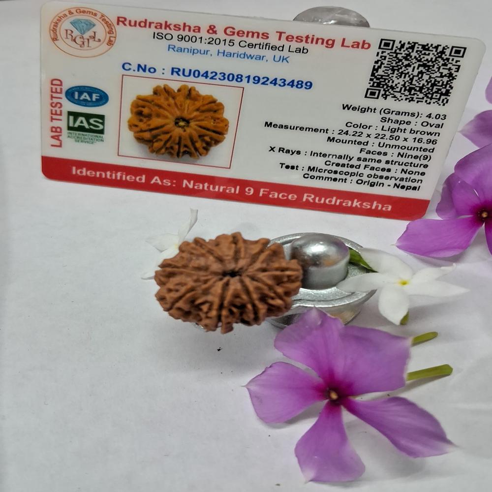 9Mukhi Nepali Rudraksha Natural Beads