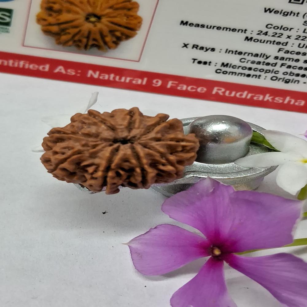 9Mukhi Nepali Rudraksha Natural Beads