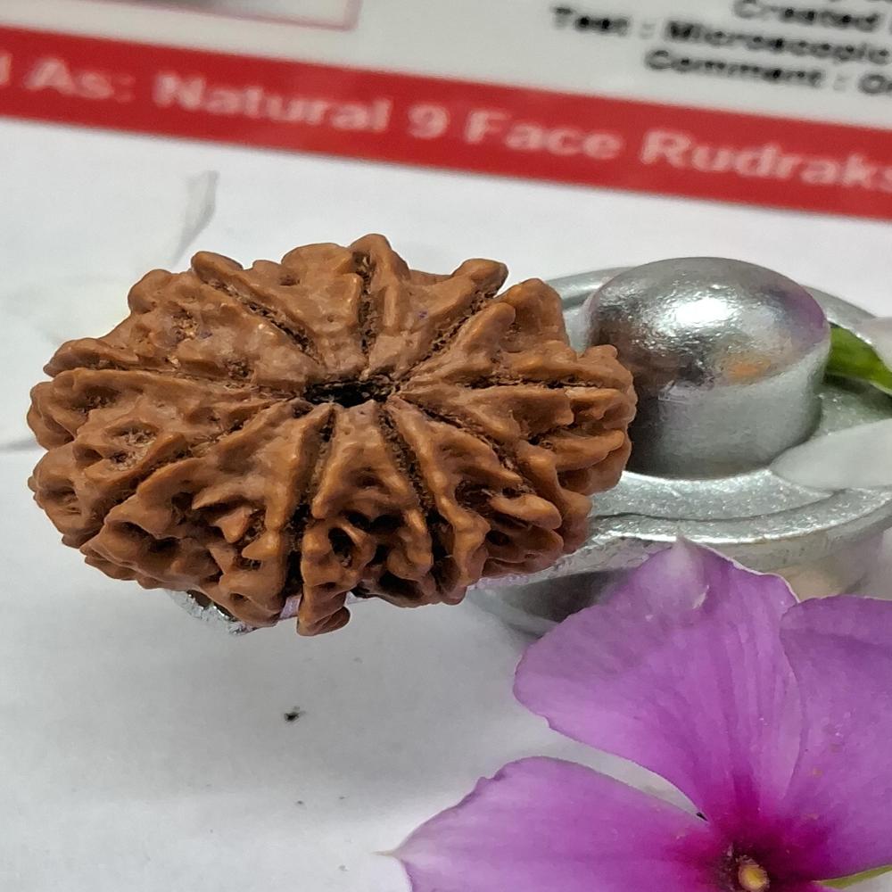 9Mukhi Nepali Rudraksha Natural Beads