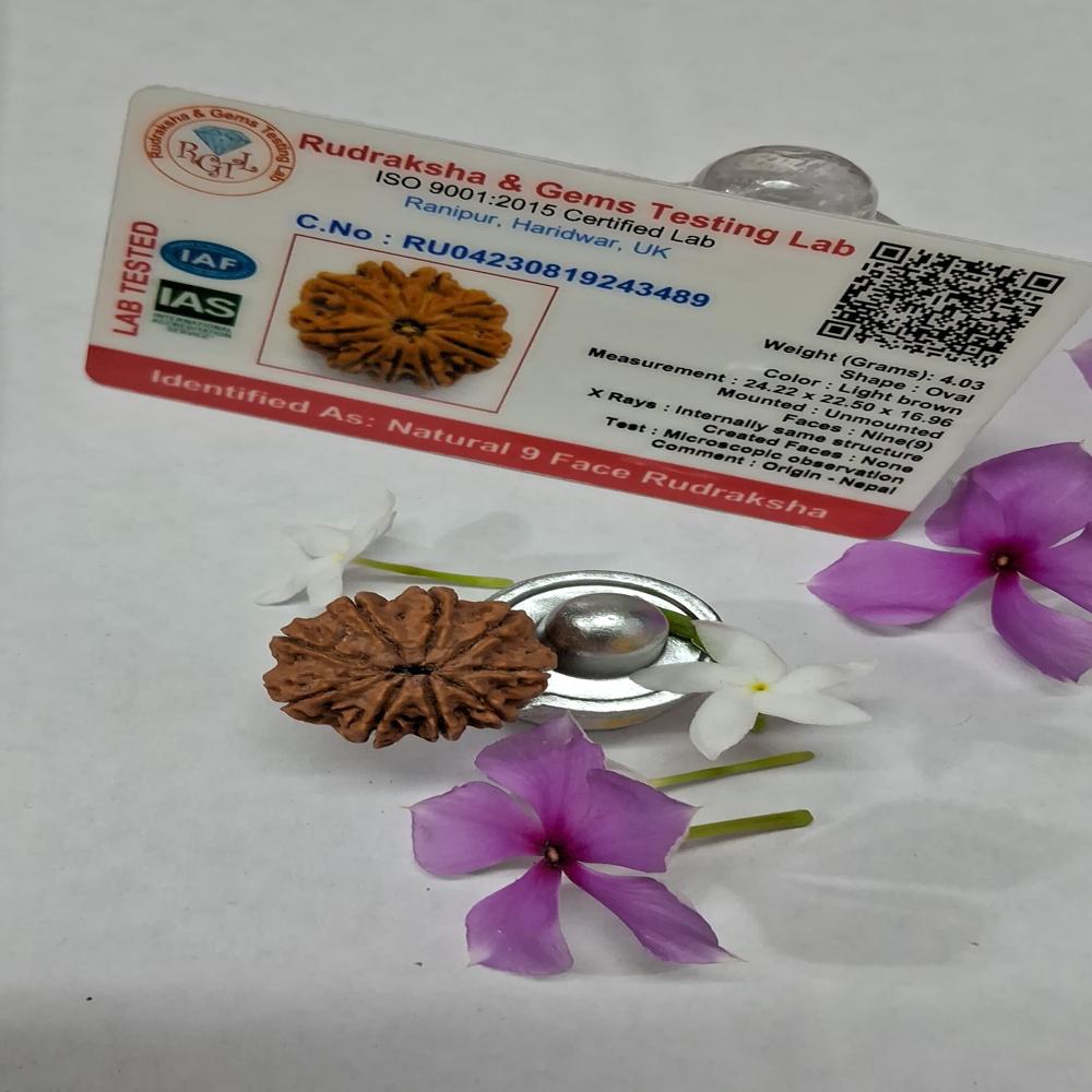 9Mukhi Nepali Rudraksha Natural Beads
