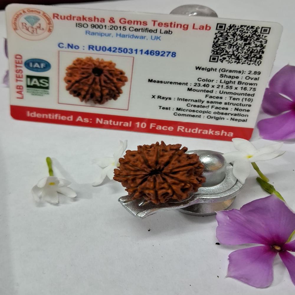 10Mukhi Nepali Rudraksha Natural Beads