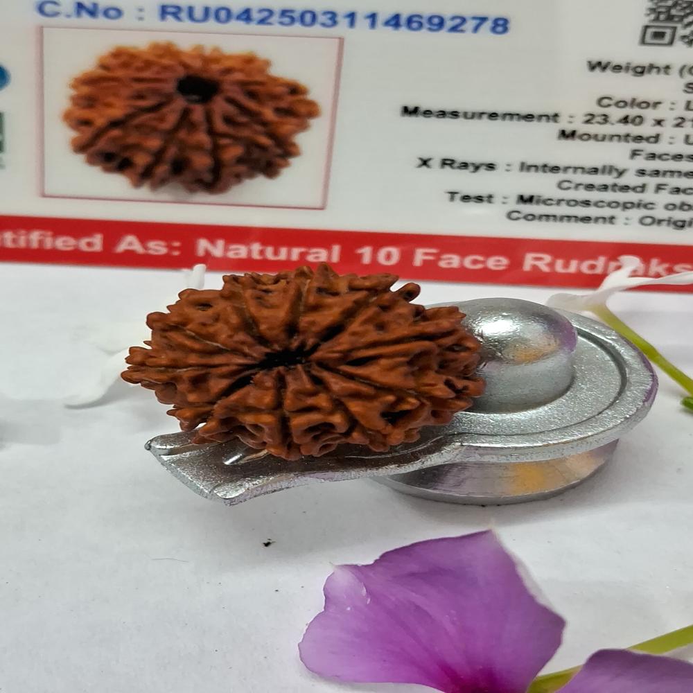 10Mukhi Nepali Rudraksha Natural Beads