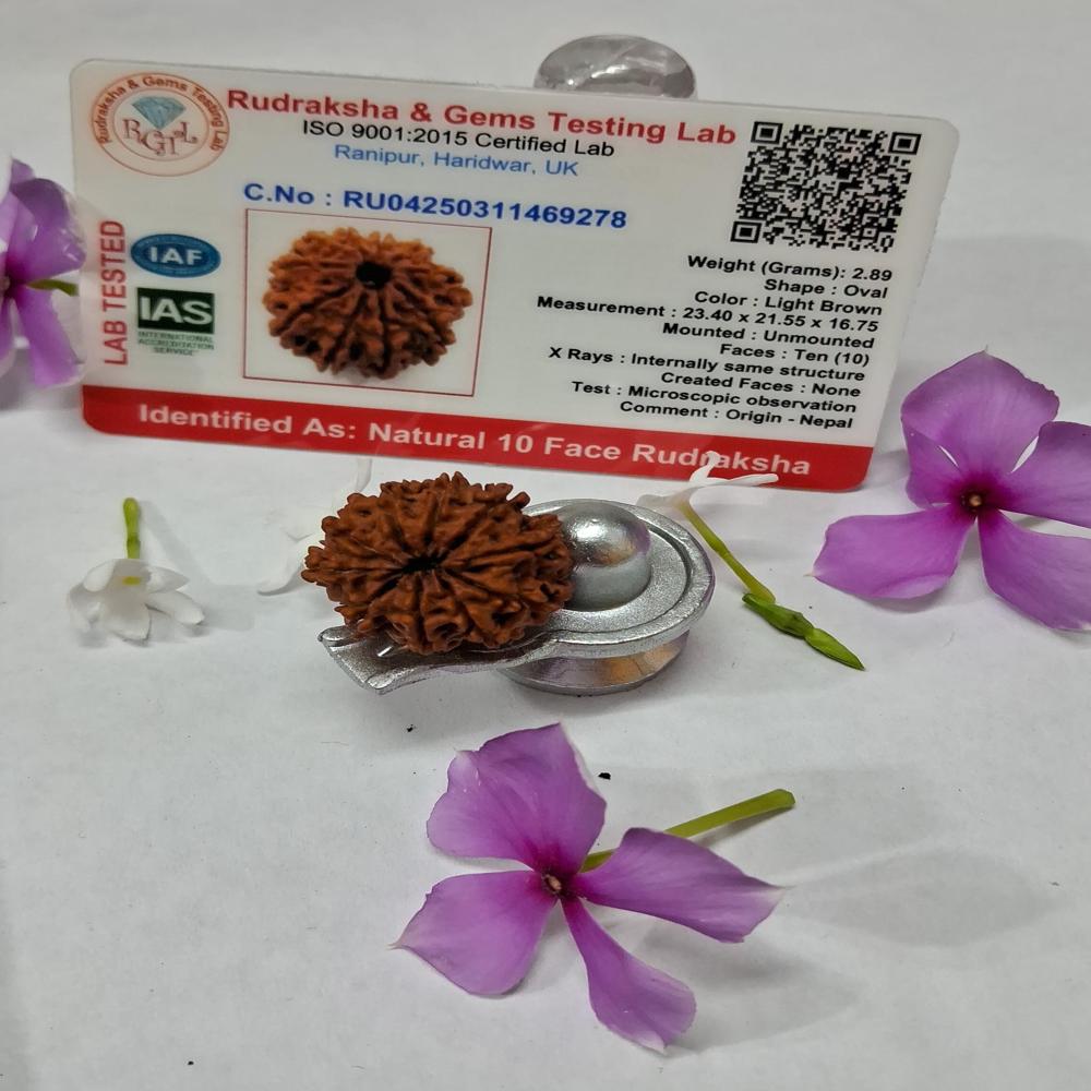 10Mukhi Nepali Rudraksha Natural Beads
