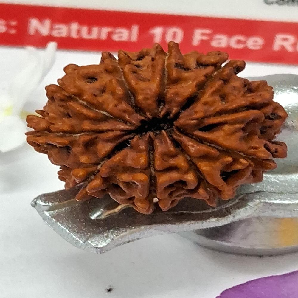 10Mukhi Nepali Rudraksha Natural Beads