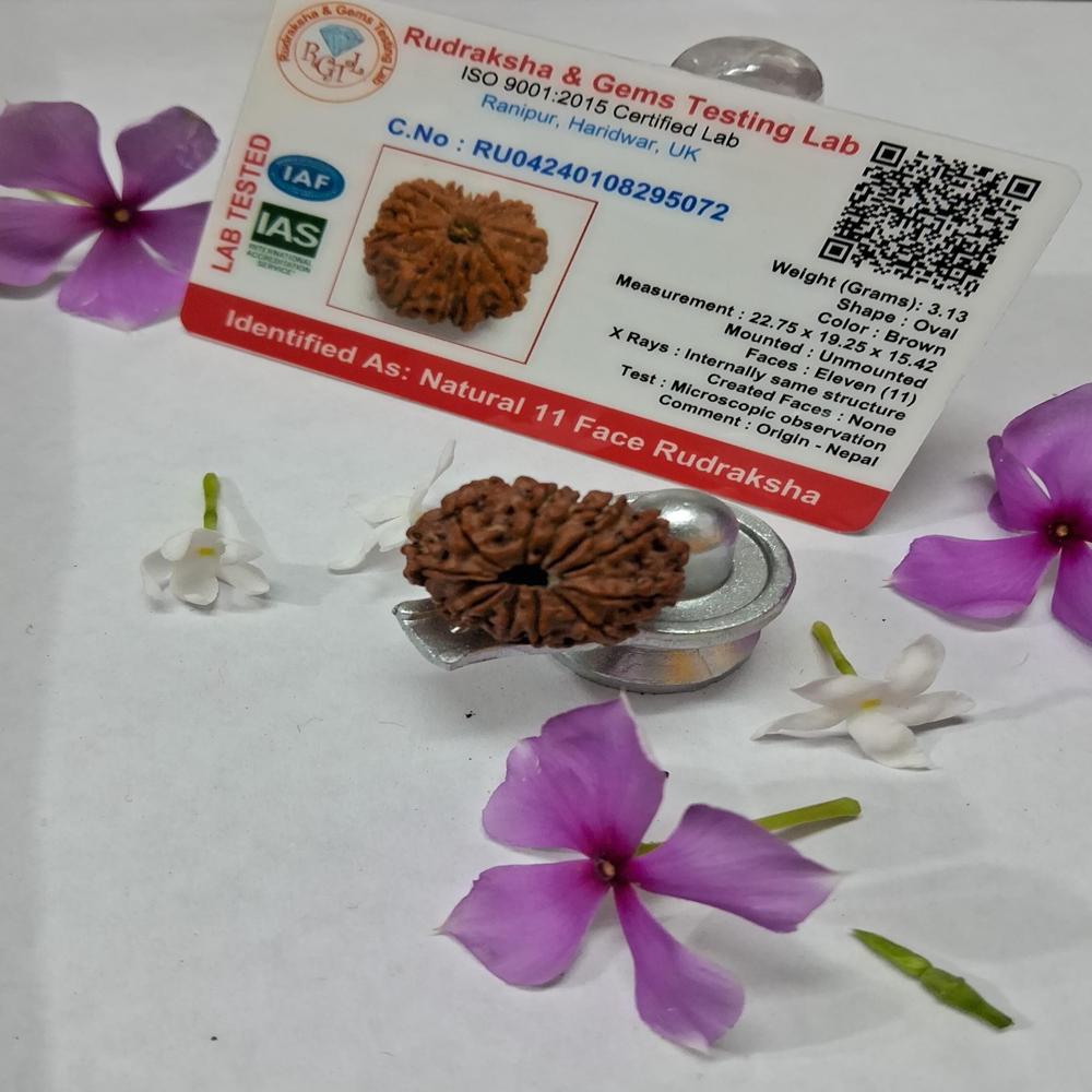 11 Mukhi Nepali Rudraksha Natural Beads