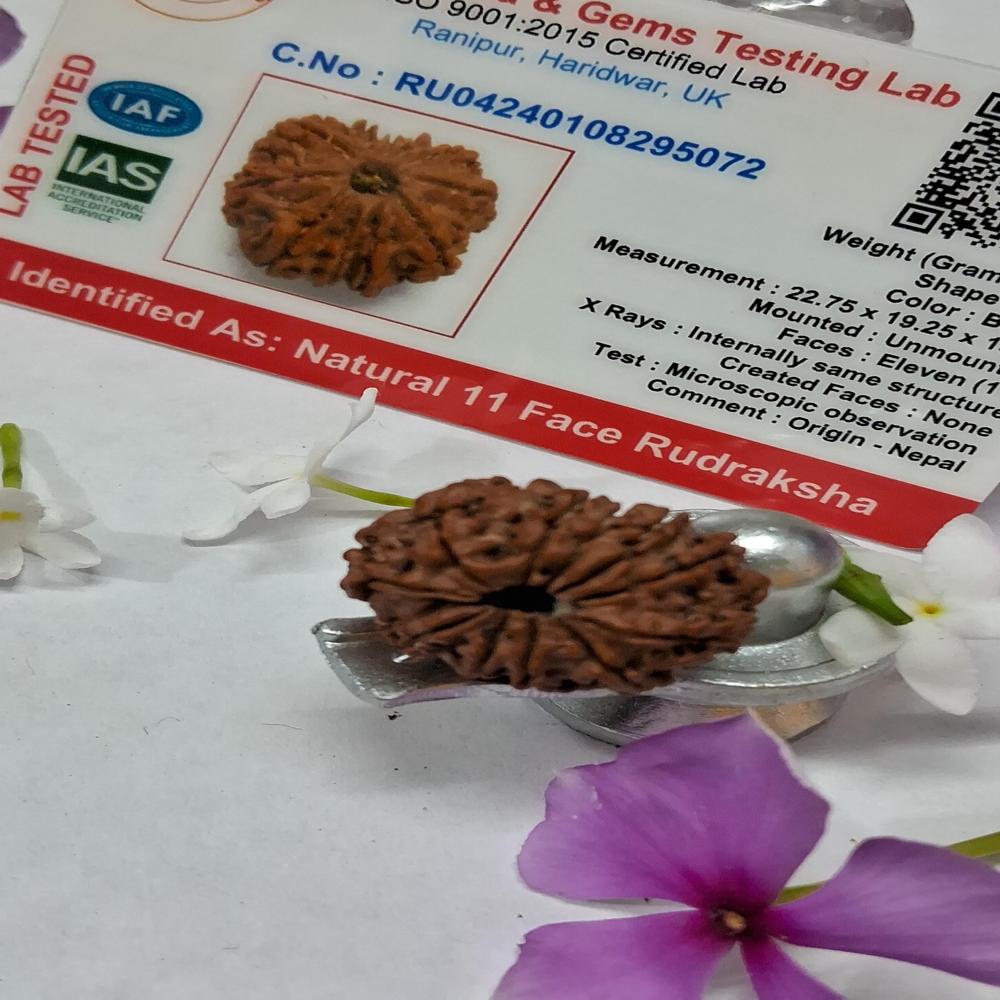 11 Mukhi Nepali Rudraksha Natural Beads