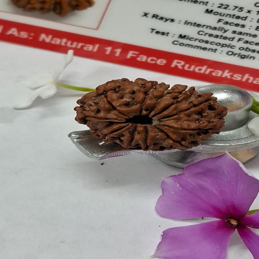 11 Mukhi Nepali Rudraksha Natural Beads