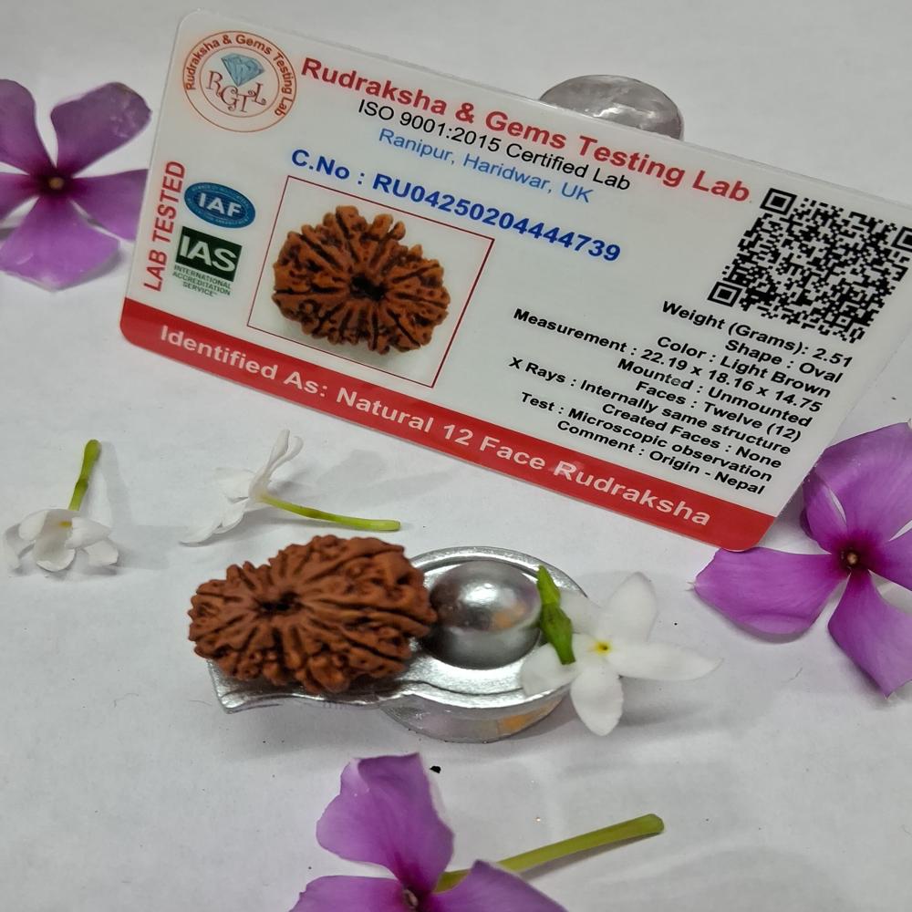 12 Mukhi Nepali Rudraksha Natural Beads