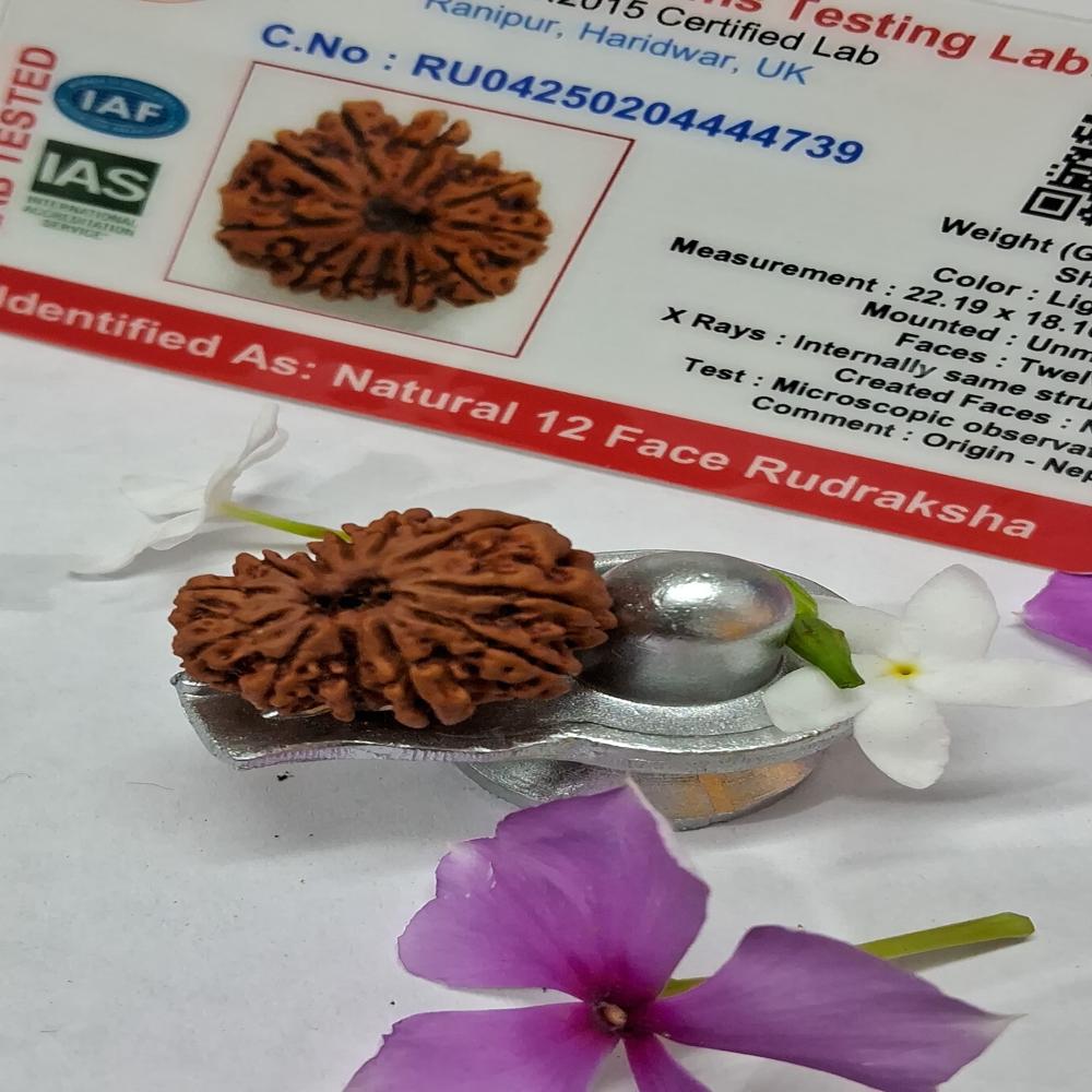 12 Mukhi Nepali Rudraksha Natural Beads
