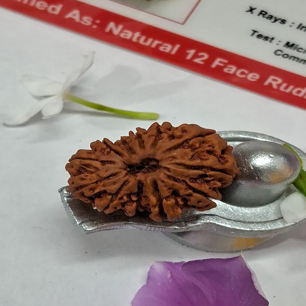 12 Mukhi Nepali Rudraksha Natural Beads