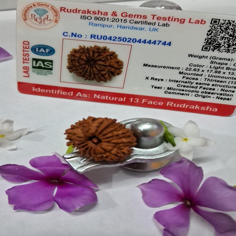 13 Mukhi Nepali Rudraksha Natural Beads