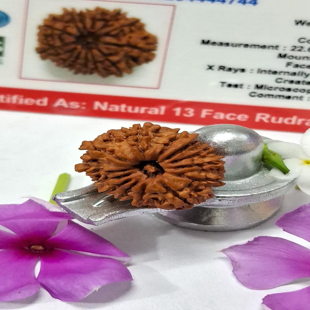 13 Mukhi Nepali Rudraksha Natural Beads