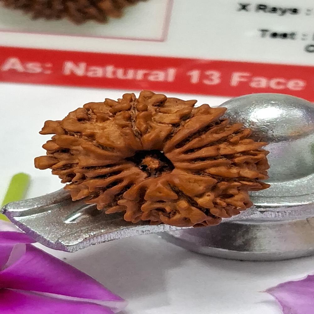 13 Mukhi Nepali Rudraksha Natural Beads