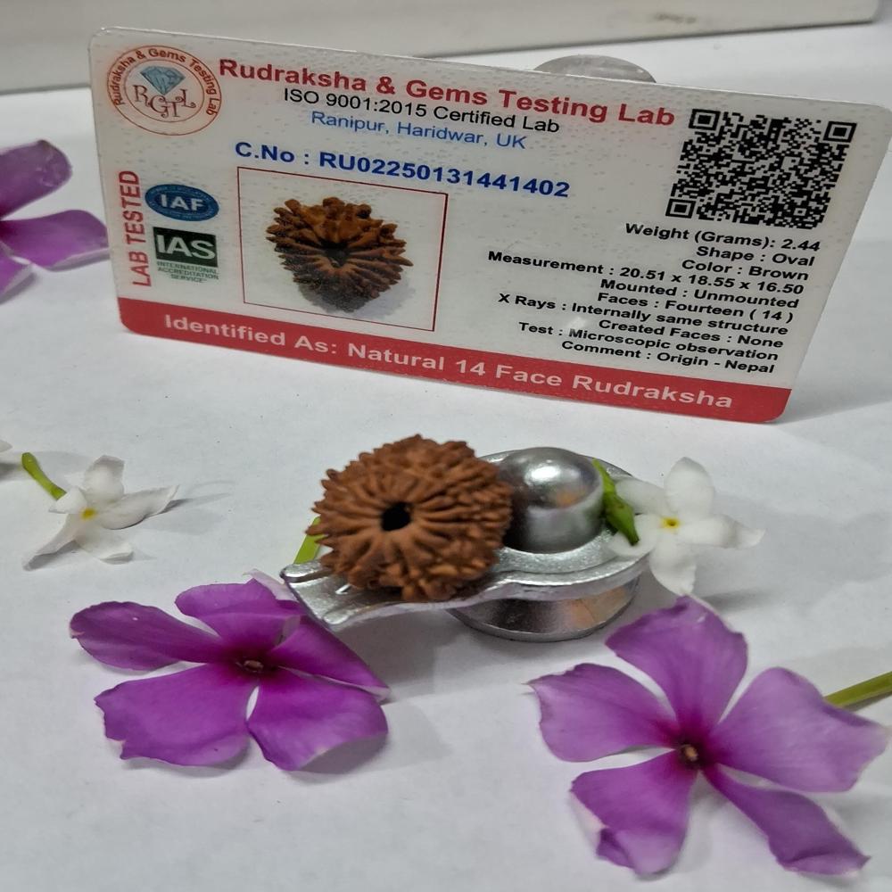 14 Mukhi Nepali Rudraksha Natural Beads