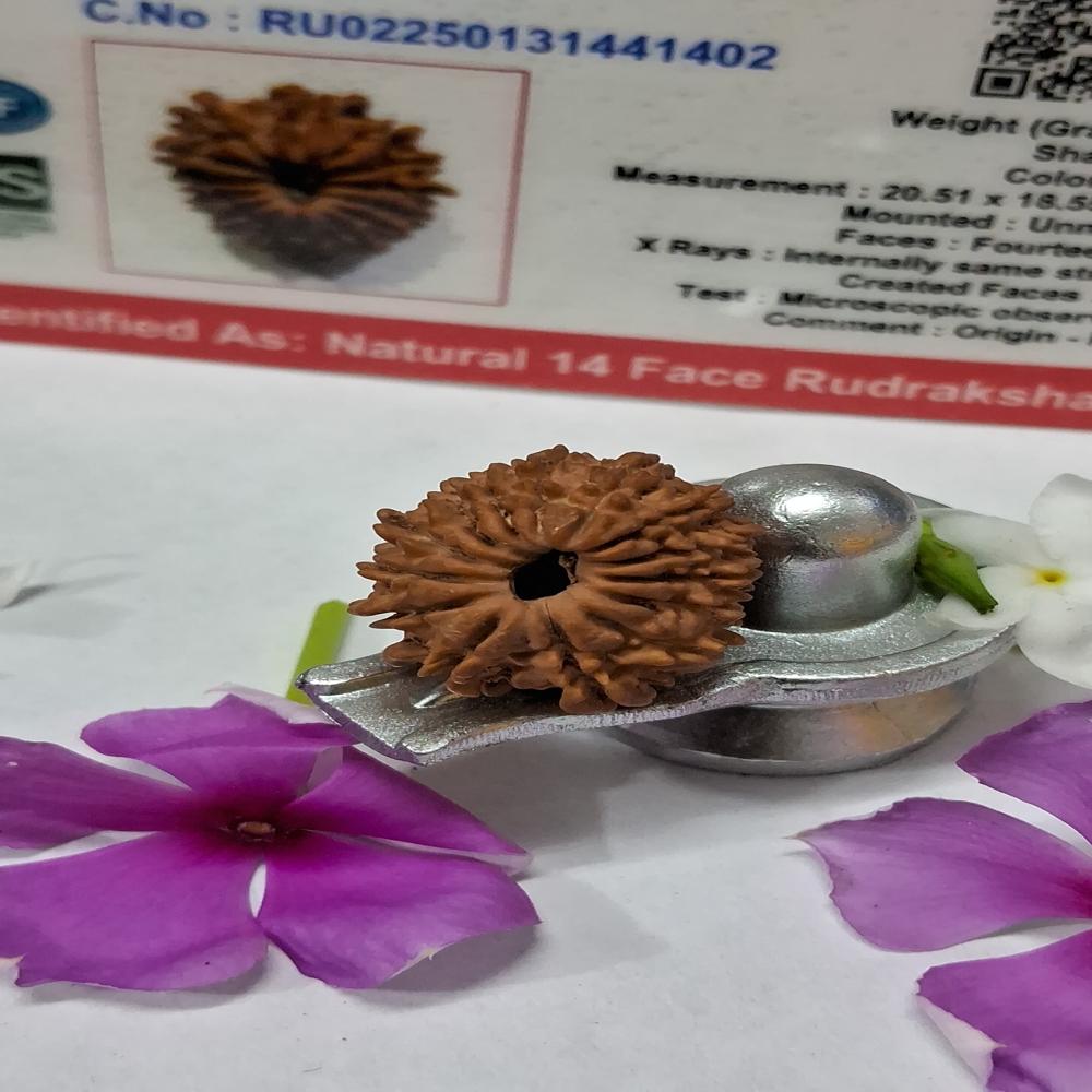 14 Mukhi Nepali Rudraksha Natural Beads