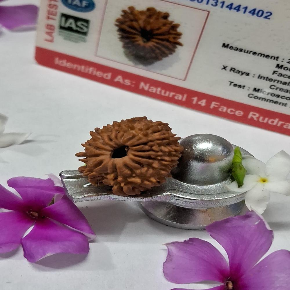 14 Mukhi Nepali Rudraksha Natural Beads