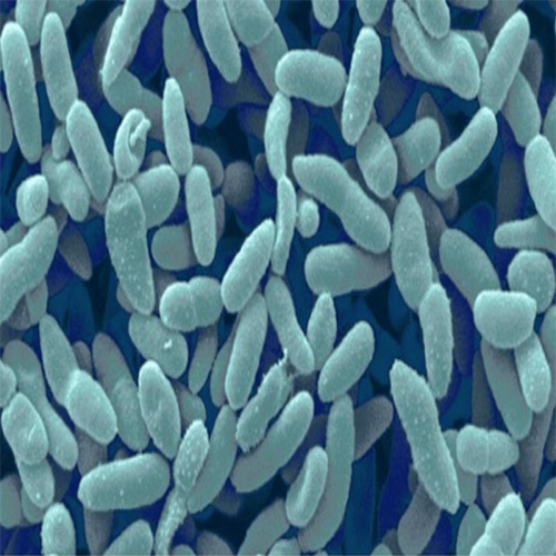 Acetobacter Chemicals
