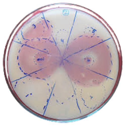 Phosphate Solubilising Bacteria