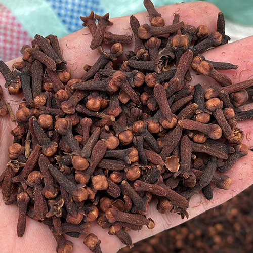 Cloves .