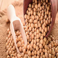 Soya Bean