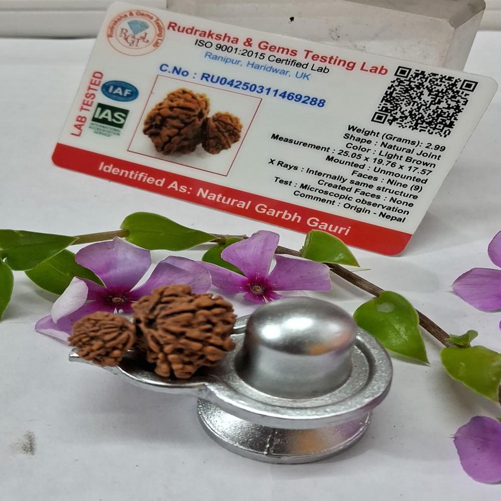 Garbh Gauri Nepali Rudraksha Natural Beads