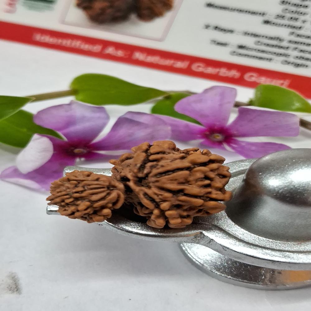 Garbh Gauri Nepali Rudraksha Natural Beads