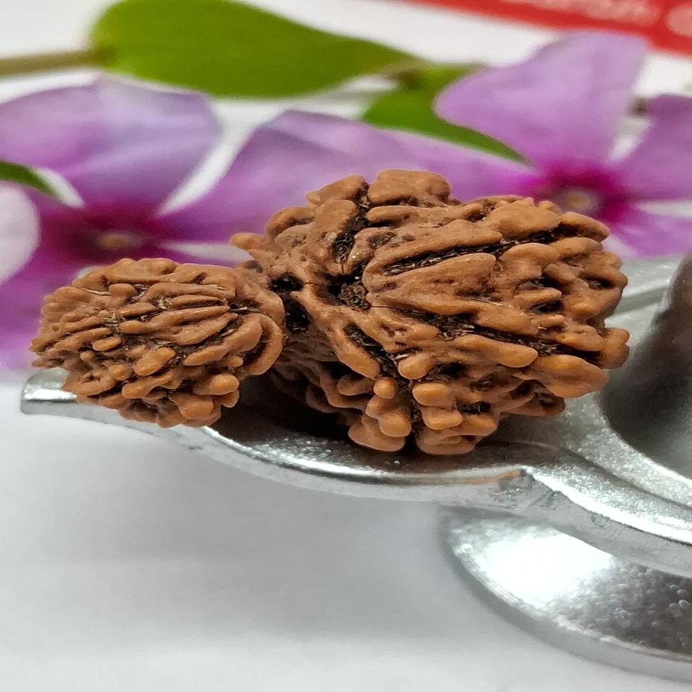 Garbh Gauri Nepali Rudraksha Natural Beads