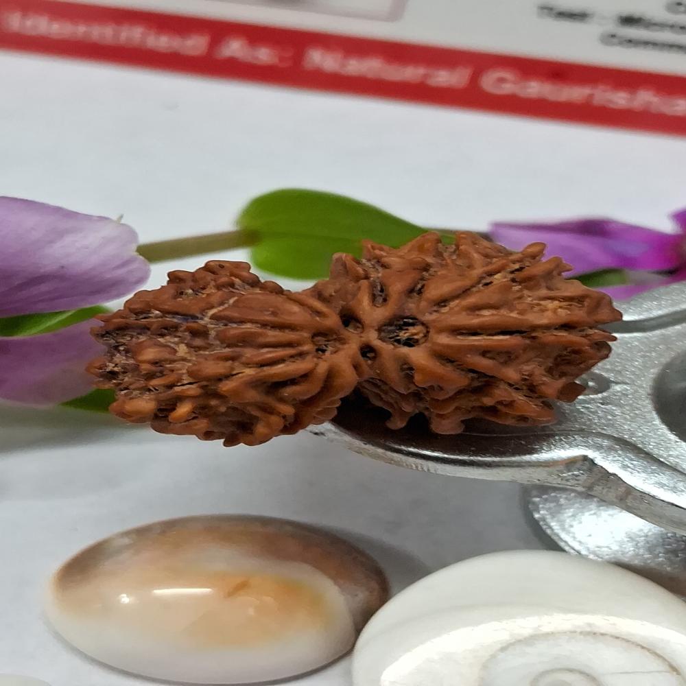 Gauri Shankar Nepali Rudraksha Natural