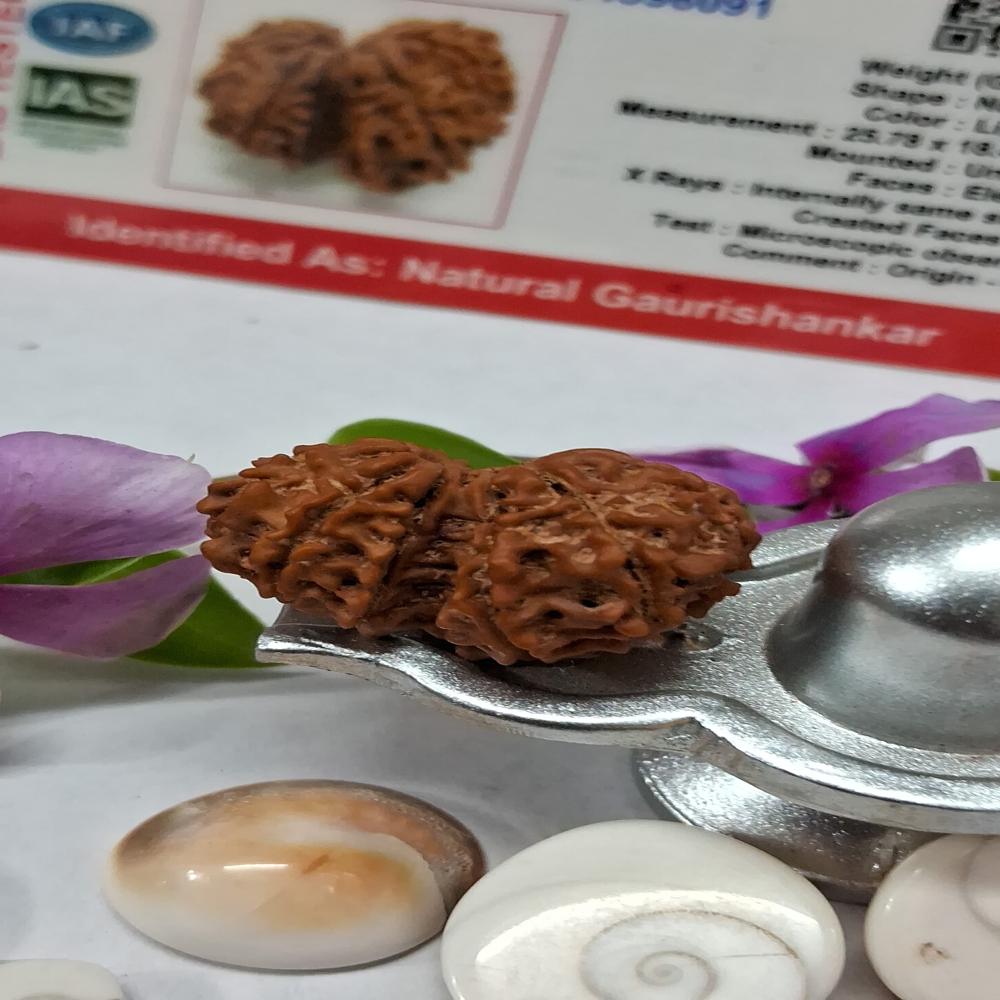 Gauri Shankar Nepali Rudraksha Natural