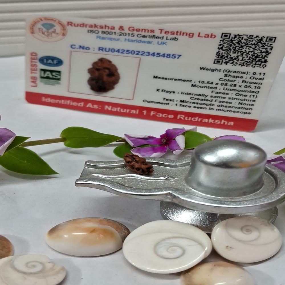 1 mukhi indonasian Rudraksha Natural