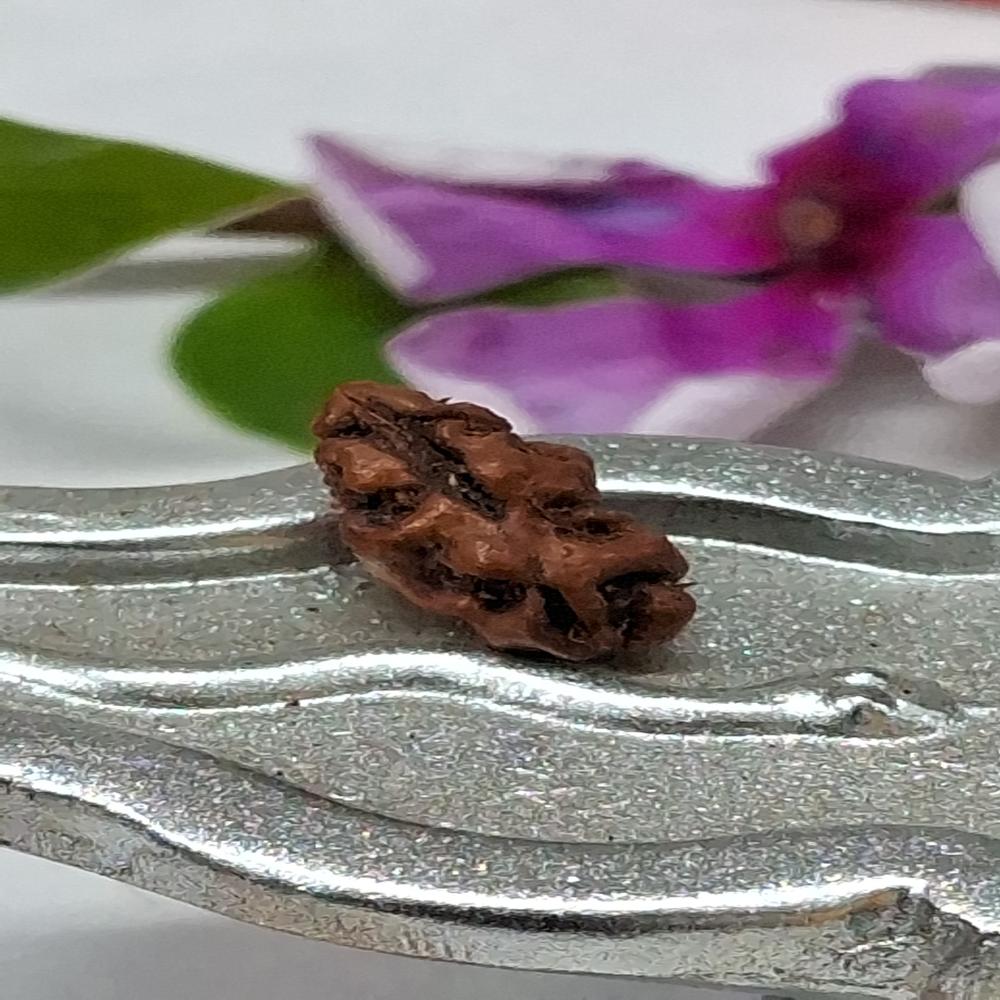 1 mukhi indonasian Rudraksha Natural