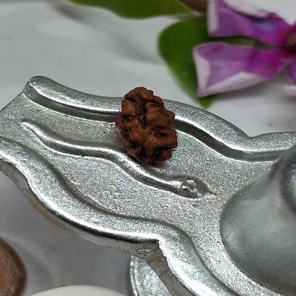 1 mukhi indonasian Rudraksha Natural