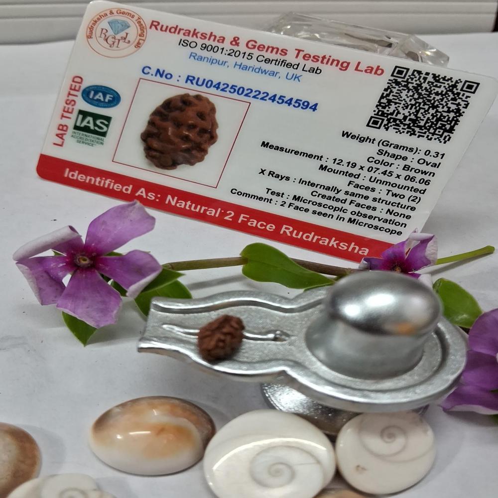 2 mukhi indonasian Rudraksha Natural