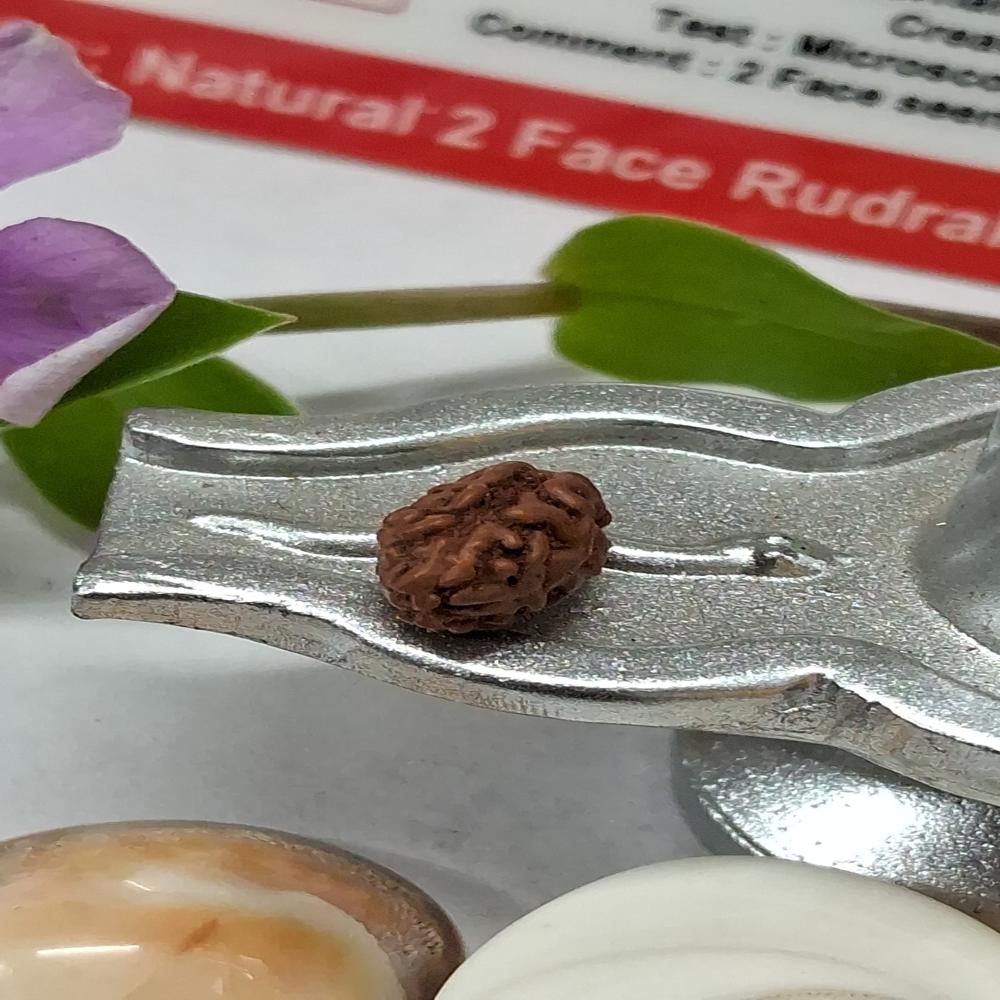 2 mukhi indonasian Rudraksha Natural