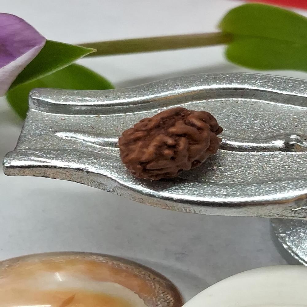 2 mukhi indonasian Rudraksha Natural