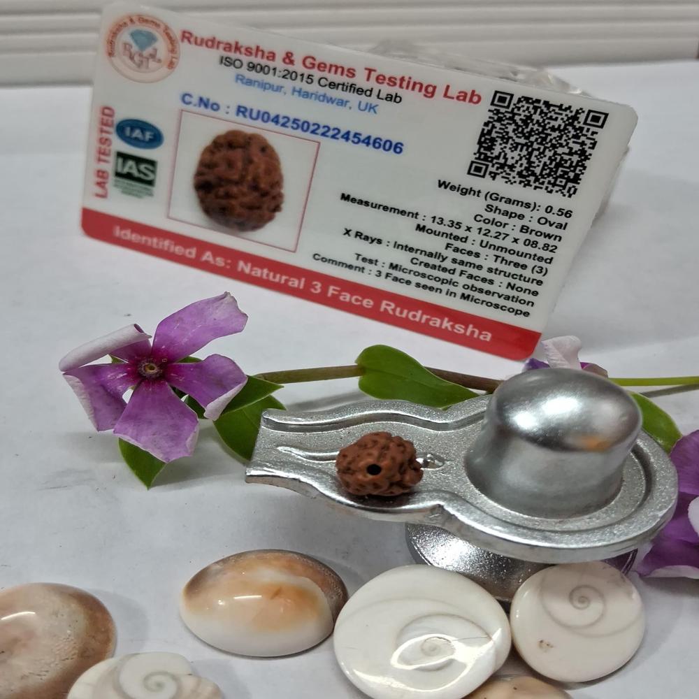 3 mukhi indonasian Rudraksha Natural