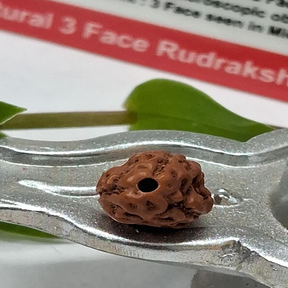 3 mukhi indonasian Rudraksha Natural