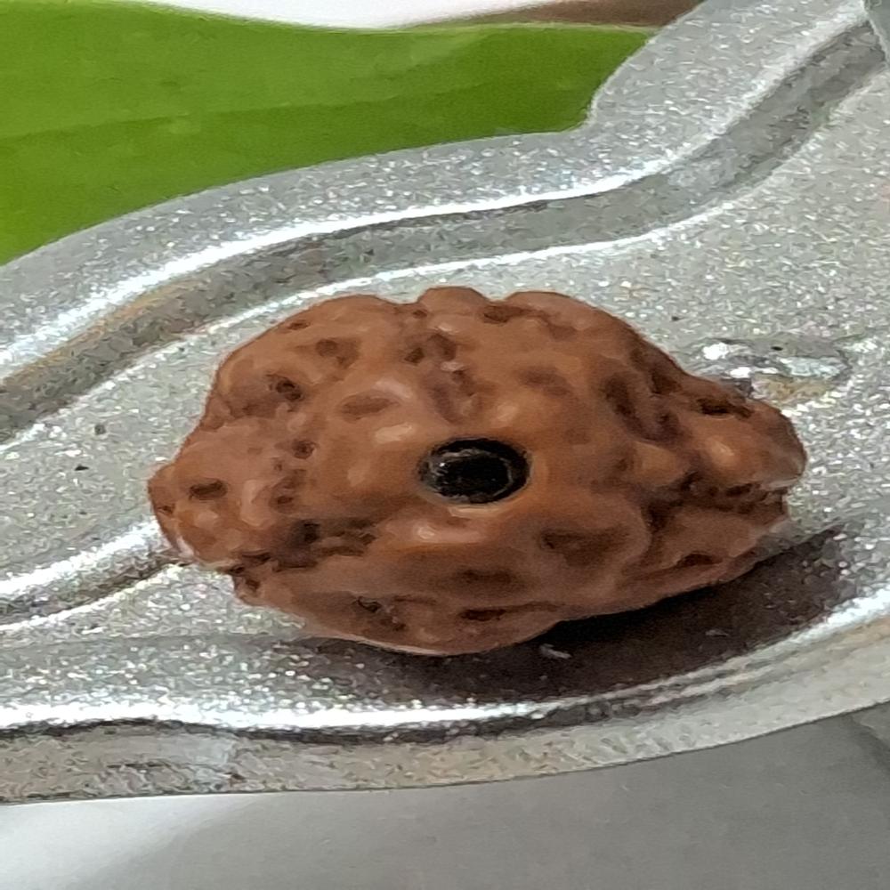 3 mukhi indonasian Rudraksha Natural