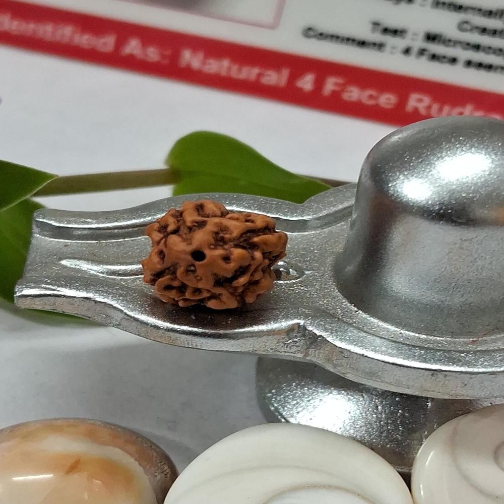 4 mukhi indonasian Rudraksha Natural