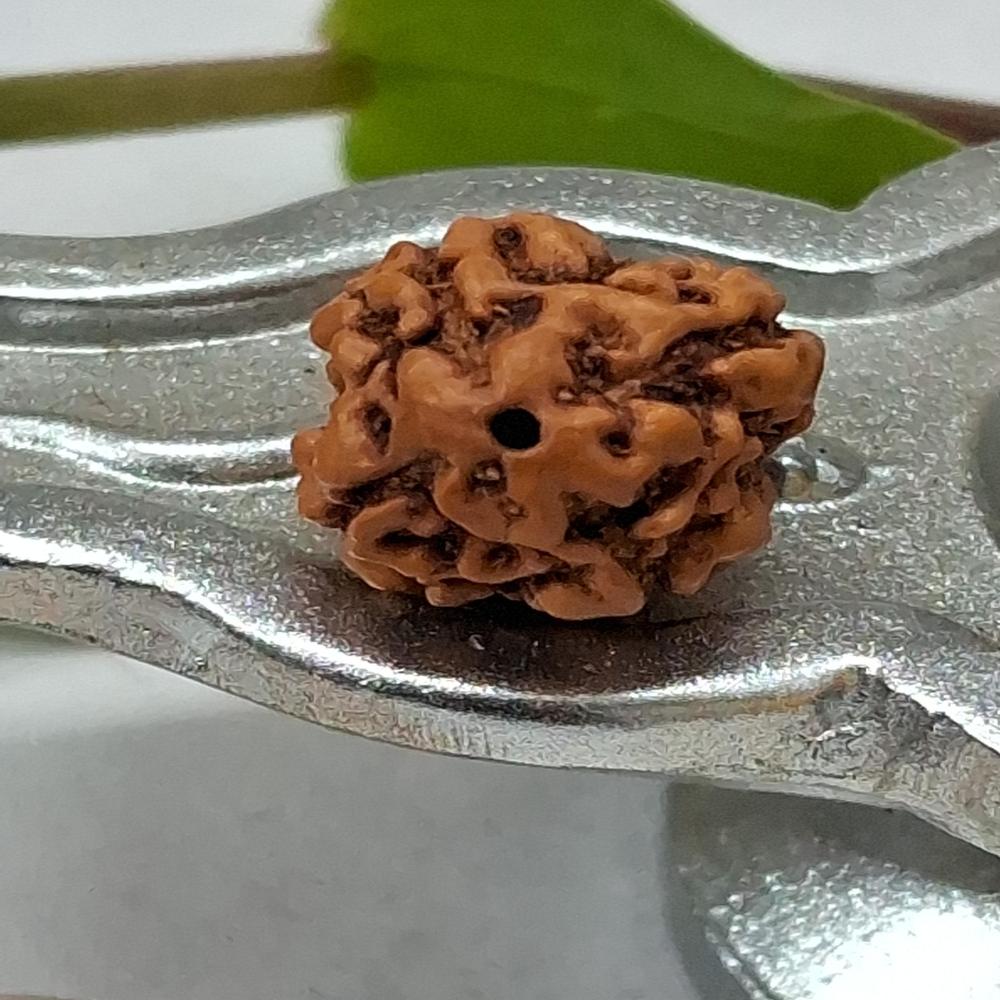 4 mukhi indonasian Rudraksha Natural