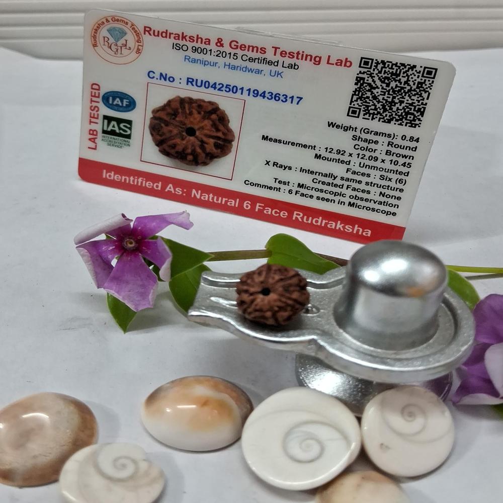 6 mukhi indonasian Rudraksha Natural