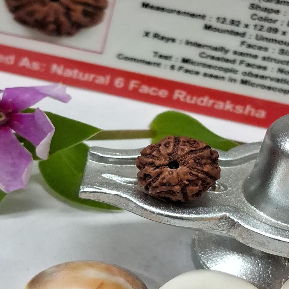 6 mukhi indonasian Rudraksha Natural