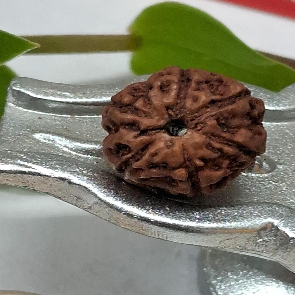 6 mukhi indonasian Rudraksha Natural