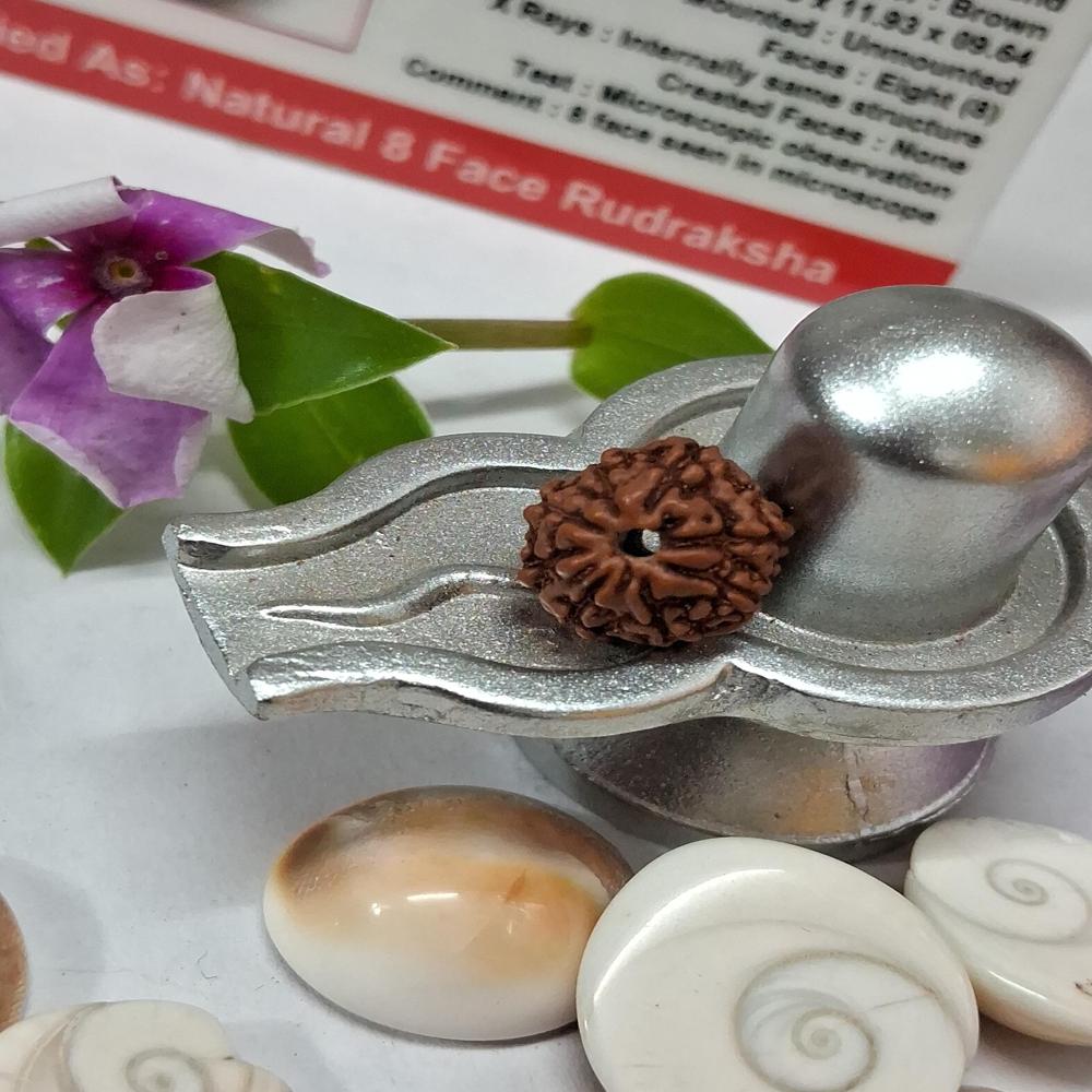 8 mukhi indonasian Rudraksha Natural